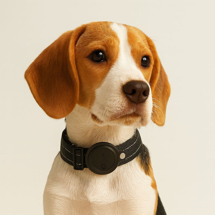 Per il tuo cane